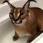floppus