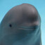 Wholphin