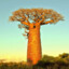 Lebaobab