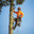 arborizer