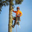 arborizer