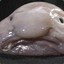 blobfish123451