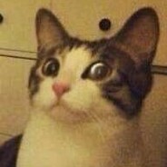 我有一只小金鼠