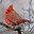 Scarlet Beak Venerable