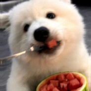 白白白白贤贤宝宝