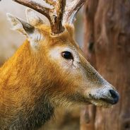 mad deer