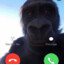 gorilla