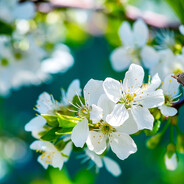 любовь=аромат цве