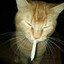 WATERFLY's avatar