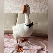 doxy - steam id 76561199849341114