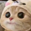 小猫瞪大眼