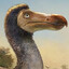 Dodo