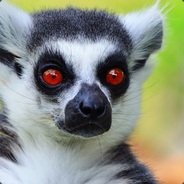 Lemur4ik
