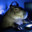 Kuber_Bear
