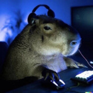Kuber_Bear