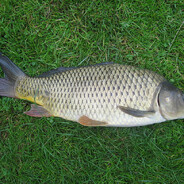 кристина вернись - steam id 76561198044260498