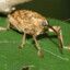 Acorn Weevil