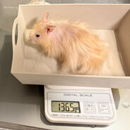 hamster weigh 136 grams