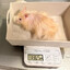 hamster weigh 136 grams