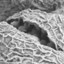Vitroplant