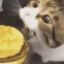 BurgerCat