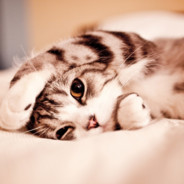 奇奇怪怪可可爱爱