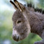 Apt Quadruped