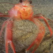 АУ, АУ, кажи пэс