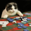 GamblingCAT