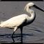 White Heron