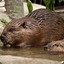 Pessimist Beaver