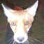 Fox :D