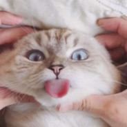 你特么就是一个脑摊