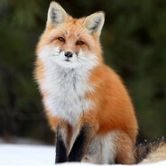 ☆☆ Mr Fox ☆☆