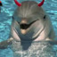 DevilDolphin