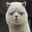 alpaca