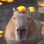 Capybara