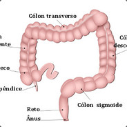 Intestino Grosso