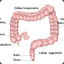 Intestino Grosso