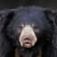 Sloth bear