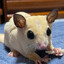 Avatar of Puppy's