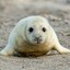 cute seal