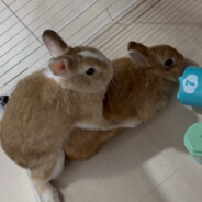 SERGEI NICKAH BOTSECKS Jr