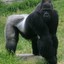 gorilla