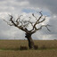 Dead Tree