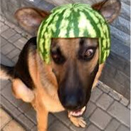 Doggo