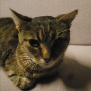 SillyCat avatar