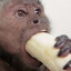 banan slukaren