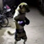 MUAY THAİ DOG