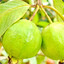 GuavaPlant